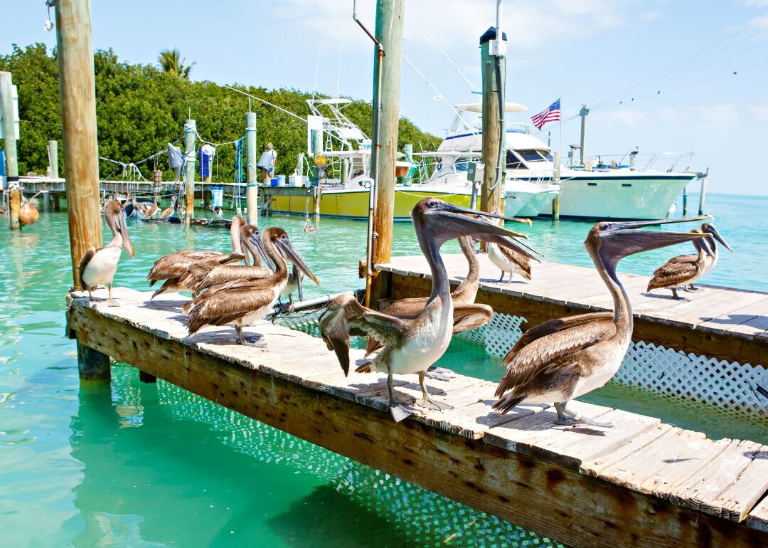 #36. Florida
